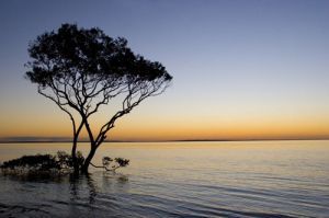 Fraser Island Mangrove Tree In The Sea